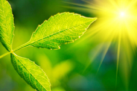 a leaf and the sun shining in the background