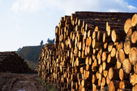 a stack of timber logs